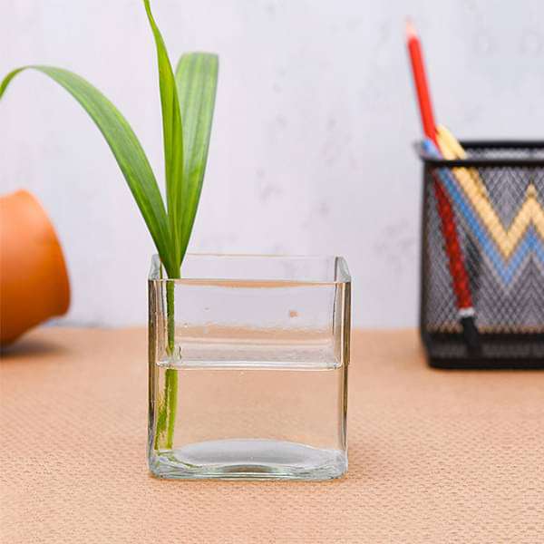 2.5 inch (6 cm) Square Glass Vase