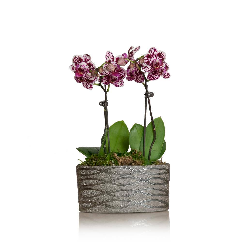 Just Add Ice White with Purple Spots 4 in. Holiday Mini Orchid Duo Plant in Ceramic Pot (2-Stems) 270816