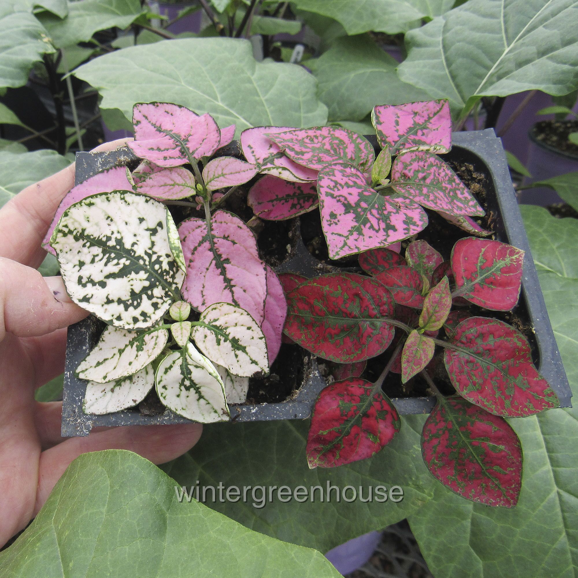 Polka Dot Splash Mix， Hypoestes， Pack Of 4 Plants - Pot Size: 4x 2.63x1.72x2.75