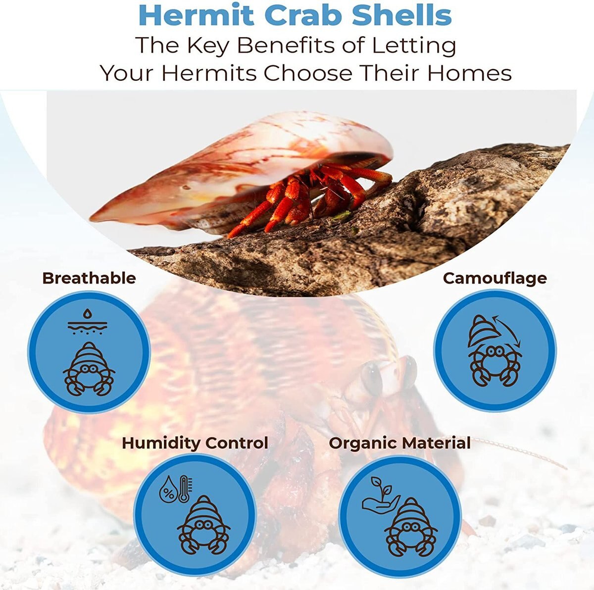 SunGrow Natural Hermit Crab Shells for Molting Protection and Shell Evacuation Fish Tank Decor， 6 count