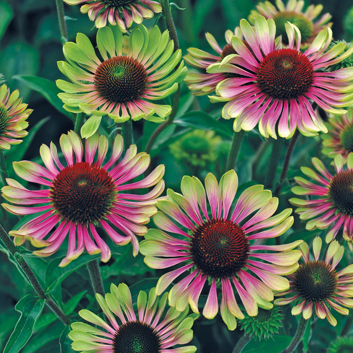 Green Twister Coneflower Dormant Bare Root Perennial Roots (3-Pack)