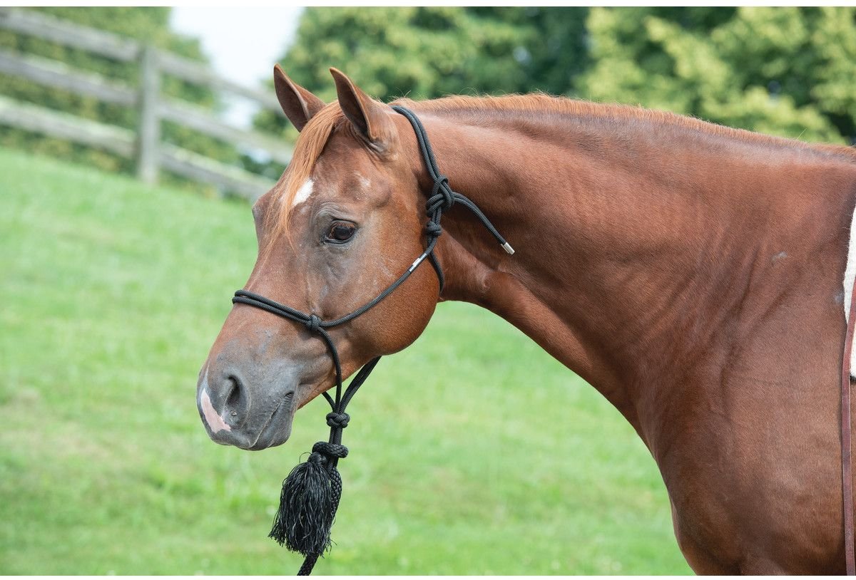 Weaver Leather Silvertip 95 Rope Horse Halter