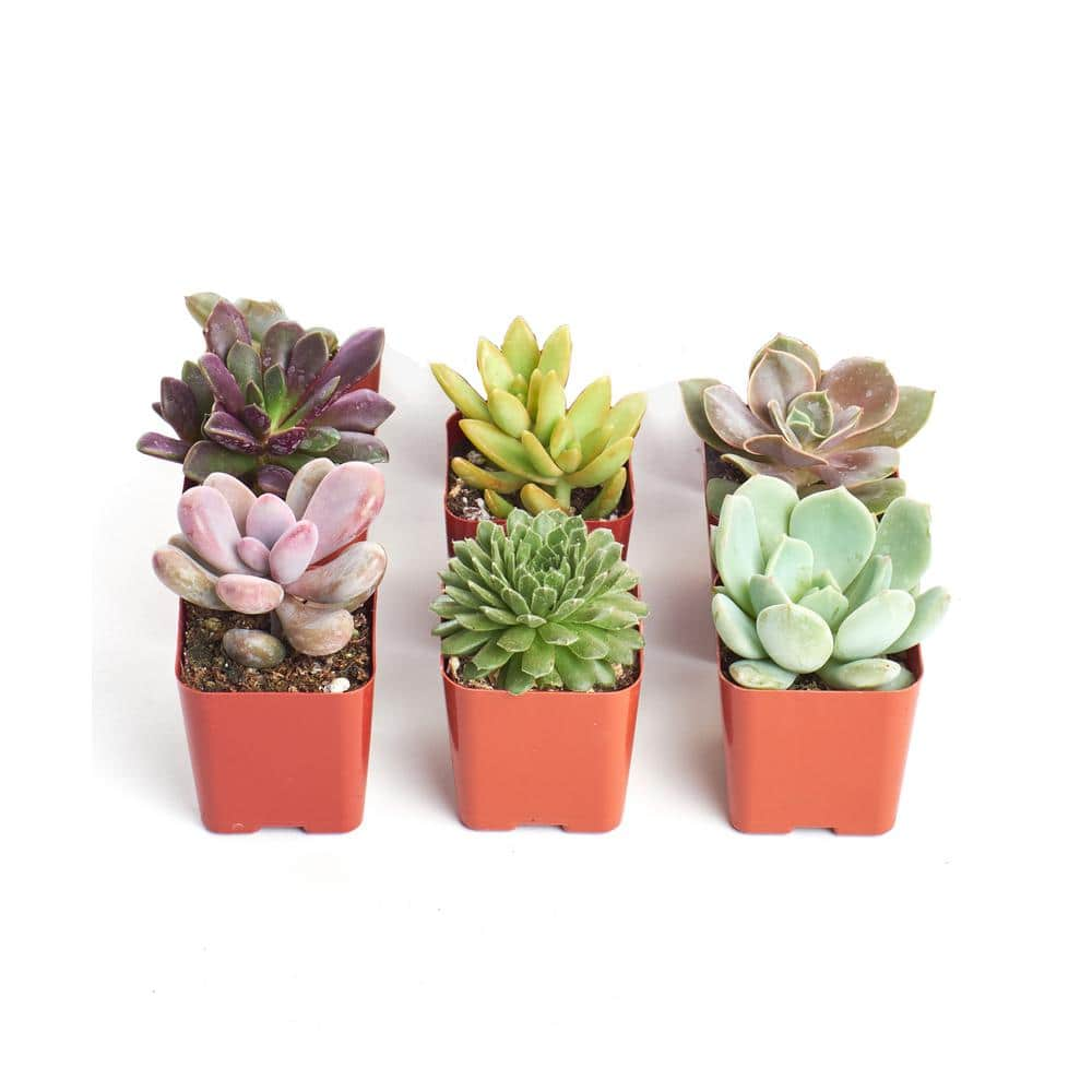 Shop Succulents Unique Assortment of Hand Selected Fully Rooted Live Indoor Succulent Plants (6-Pack) 6-UNIQUE-2