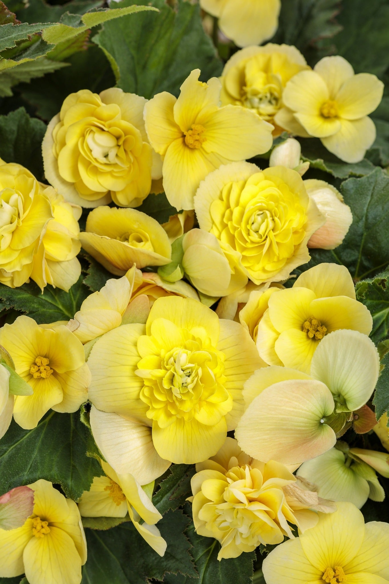 4.25 in. Eco+Grande， Double Delight Primrose (Begonia)， Live Plant， Yellow Flowers (4-Pack)