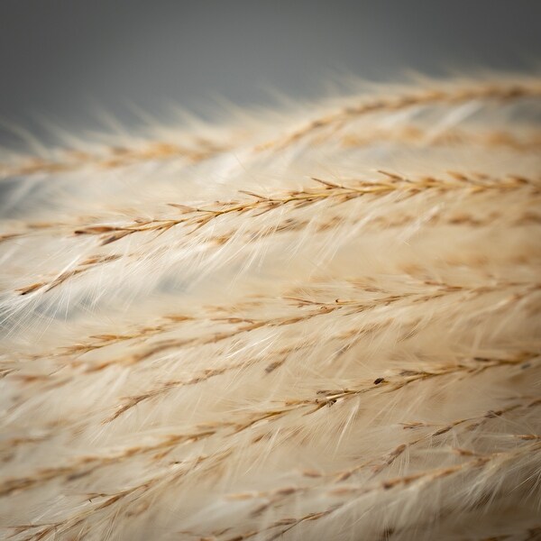 Sullivans Artificial WheatColored Feathery Reed 48H OffWhite