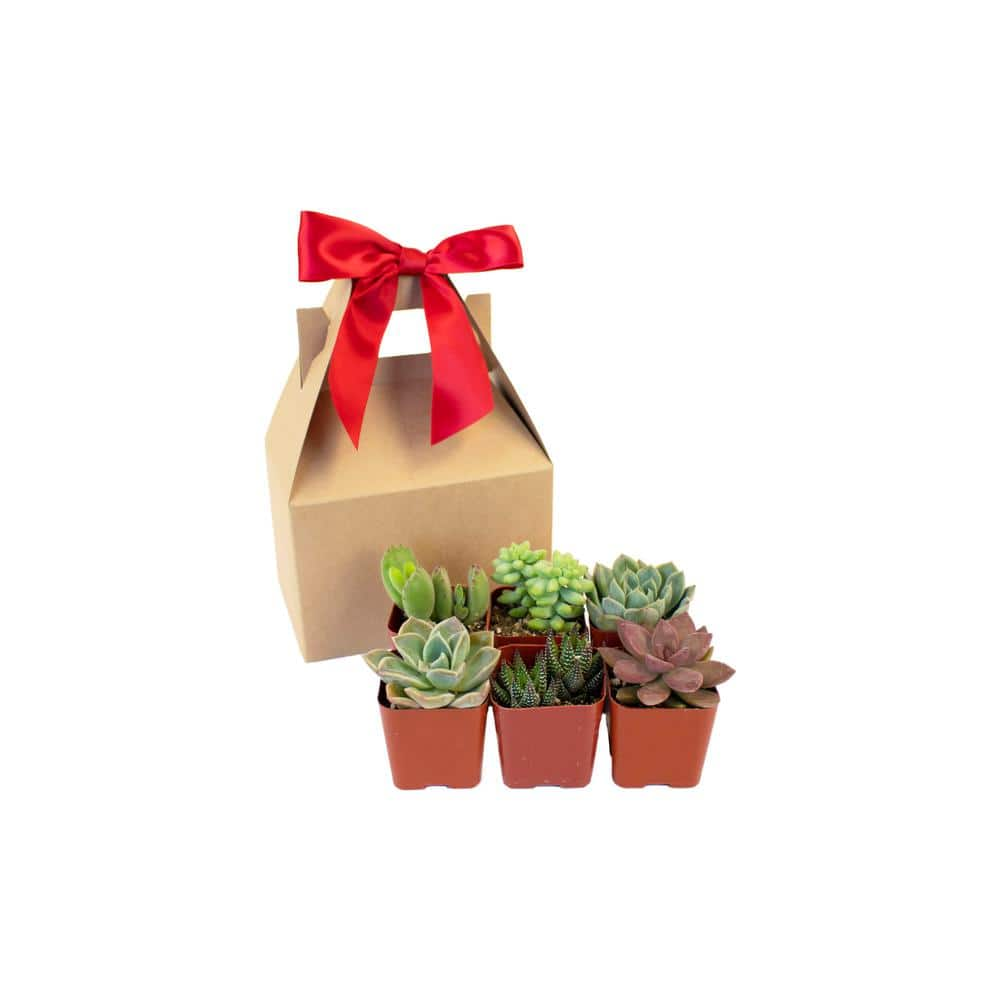 Shop Succulents Unique Live Succulents in Gift Box Hand Selected Variety Mix (6-Pack) 6-RED-GIFT-UNQ-2