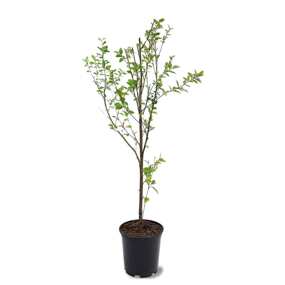 1 Gal. River Birch Multi-Trunk Shade Tree BIRDUR01G
