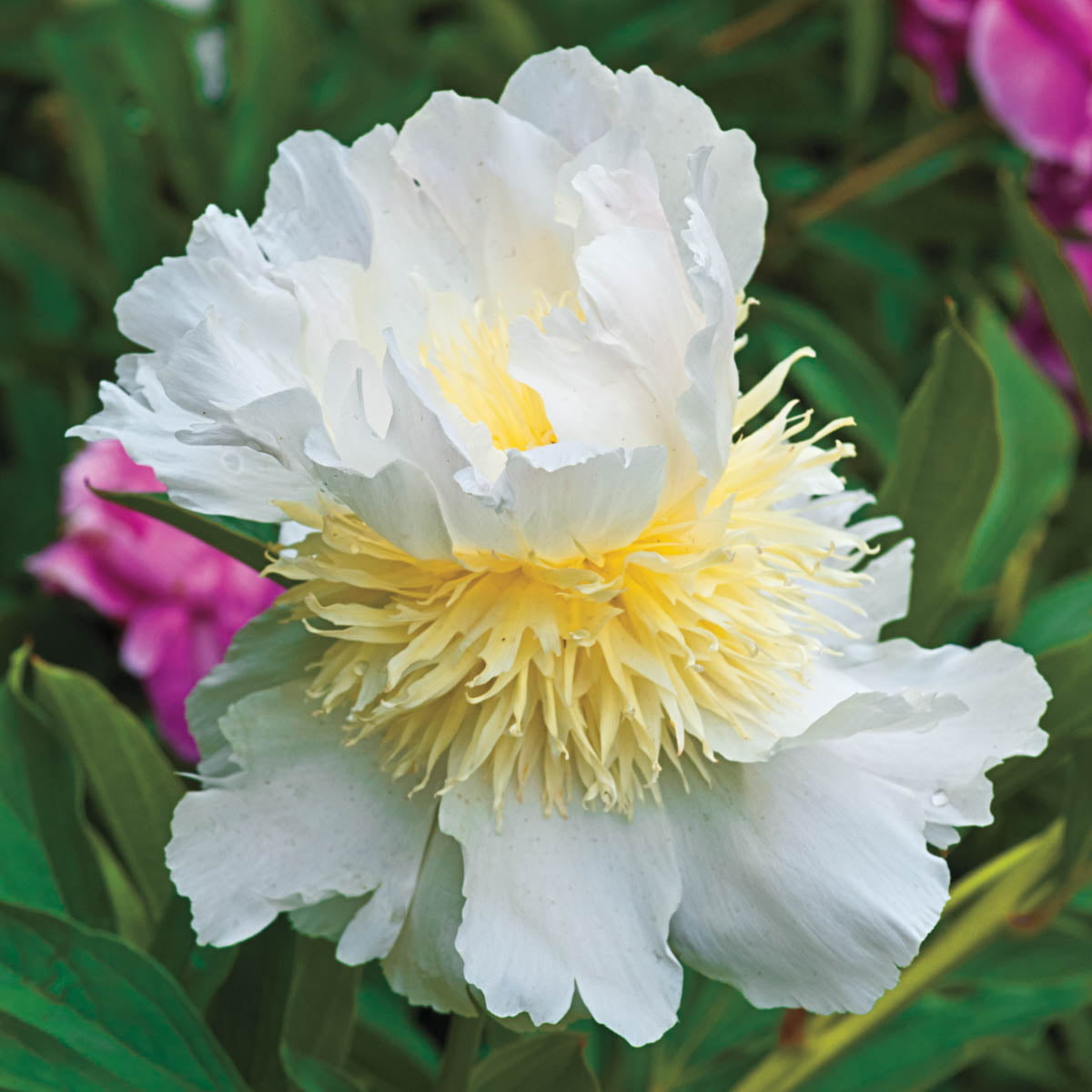 Top Brass Peony Dormant Bare Root Starter Perennial Plant (1-Pack)