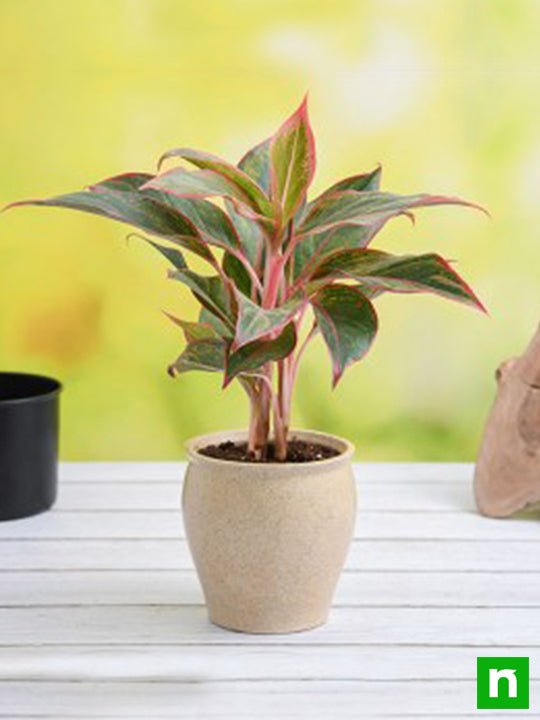 Aglaonema Plant in Decorative Ceramic Pot