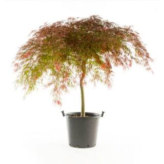 Online Orchards 2 Gal. Crimson Queen Dwarf Japanese Maple Tree with Cascading branches and Deep Crimson Color SBAP202