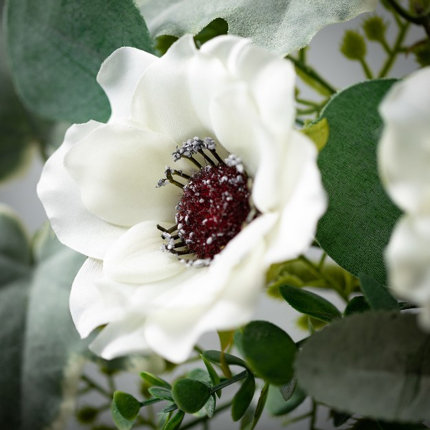 Sullivans Anemone Silvery Wreath