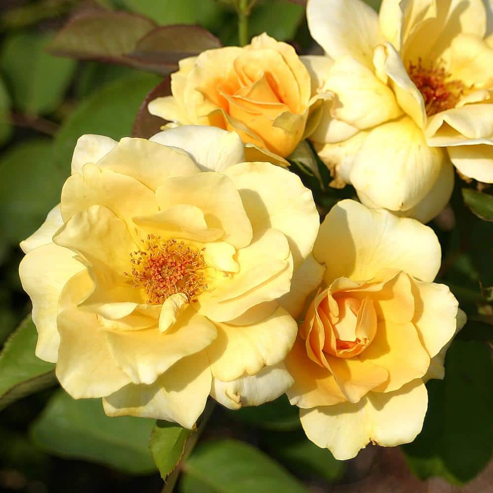 national PLANT NETWORK Bare Root Yellow Rose Plant with Blooms HD7664