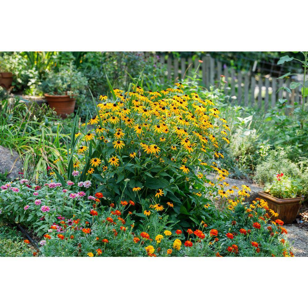 BELL NURSERY 2.5 Qt. 'Goldsturm' Black-Eyed Susan (Rudbeckia) Live Potted Perennial Plant with Golden Yellow Flowers (1-Pack) BESUS1YLW1PK