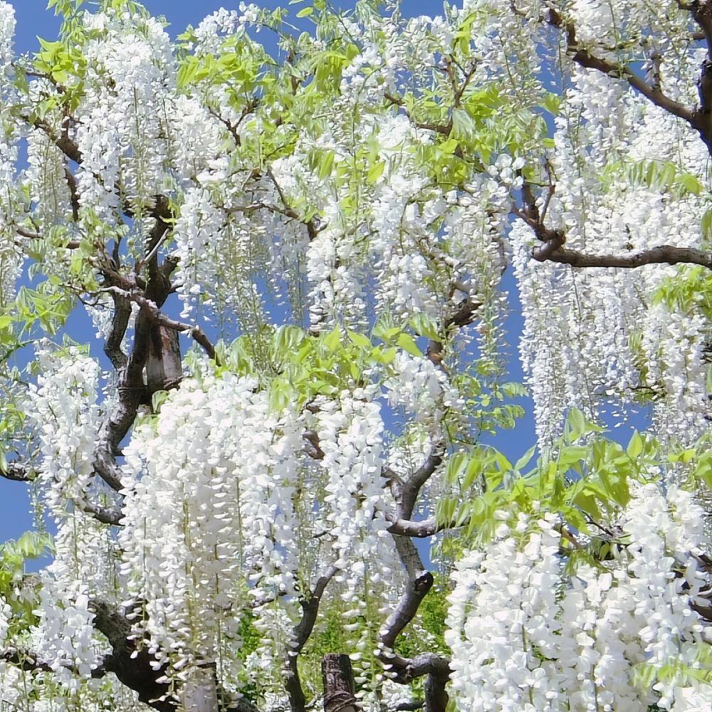 national PLANT NETWORK 2.5 Qt. Wisteria White Flowering Shrub with White Flowers HD1106