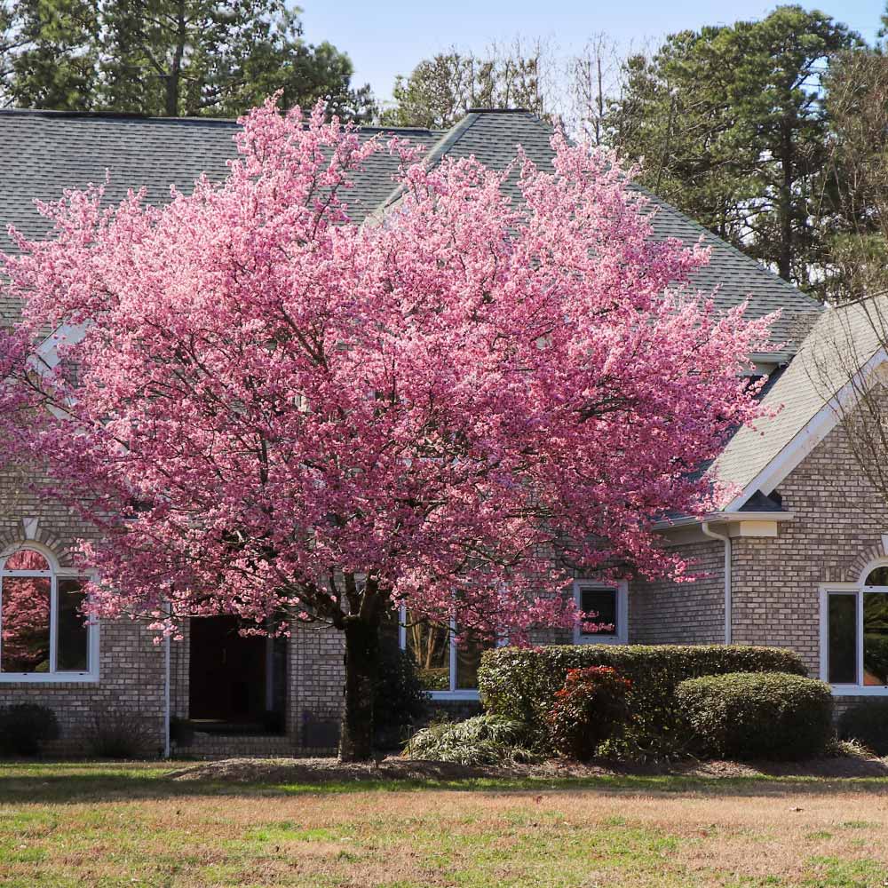 Kwanzan Cherry Tree