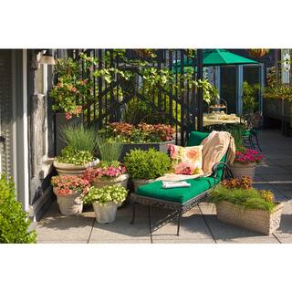 PROVEN WINNERS 4.5 in. Qt. Sprinter Boxwood (Buxus) Live Evergreen Shrub Green Foliage BUXPRC1007800