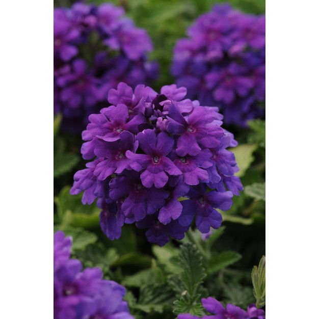 2.5qt Endurascape Dark Purple Verbena Plant With Purple Blooms - National Plant Network