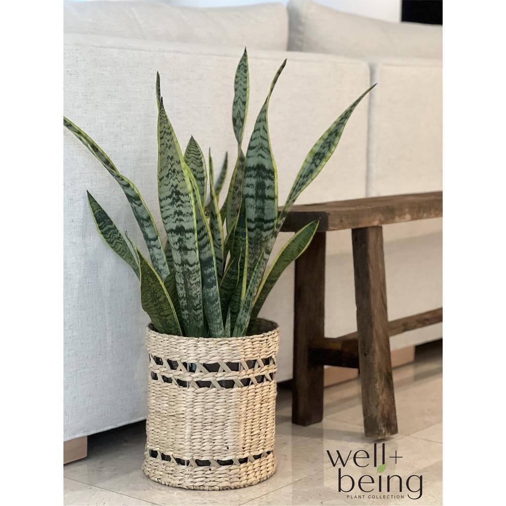 NATURE'S?WAY FARMS Sansevieria Laurentii Live Indoor Plant in Growers Pot Avg Shipping Height 2 ft. to 3 ft. Tall 5906
