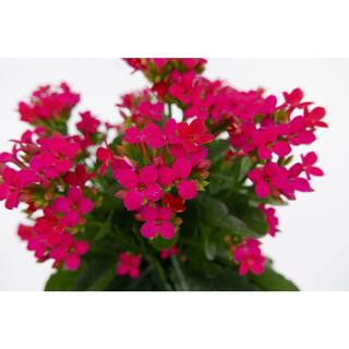 Vigoro 2.5 Qt. Annual Magenta Kalanchoe Lican 1688