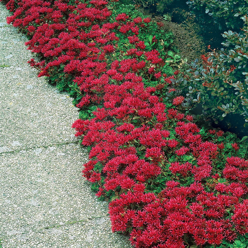 Dragon's Blood Sedum Bare Root Starter Perennial Groundcover Plant (1-Pack)