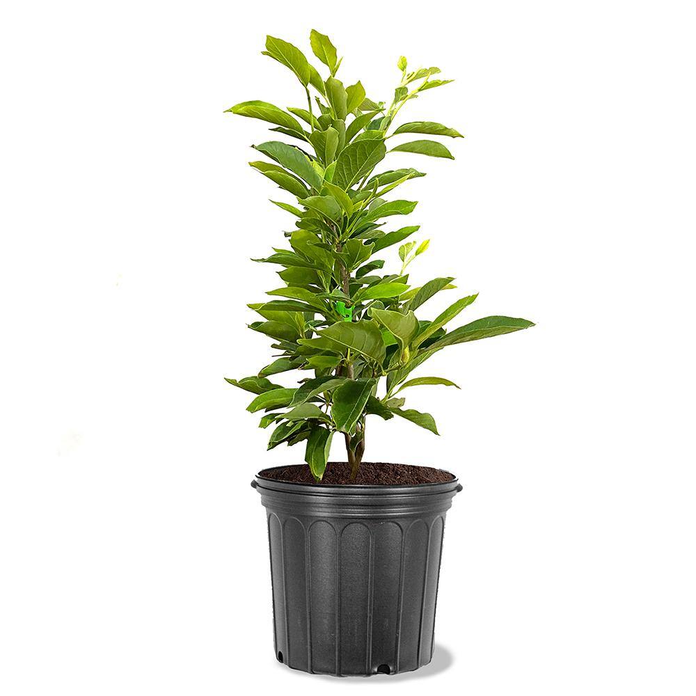 #1 Windmill Palm (2-Pack) THD00097