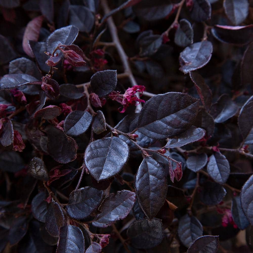 SOUTHERN LIVING 2 Gal. Purple Diamond Semi-Dwarf Loropetalum Evergreen Shrub with Purple Foliage Pink Ribbon Blooms 42102