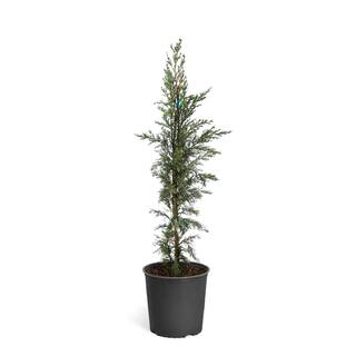 Brighter Blooms 3 Gal. Evergreen Italian Cypress Tree CYP-ITA-34-3