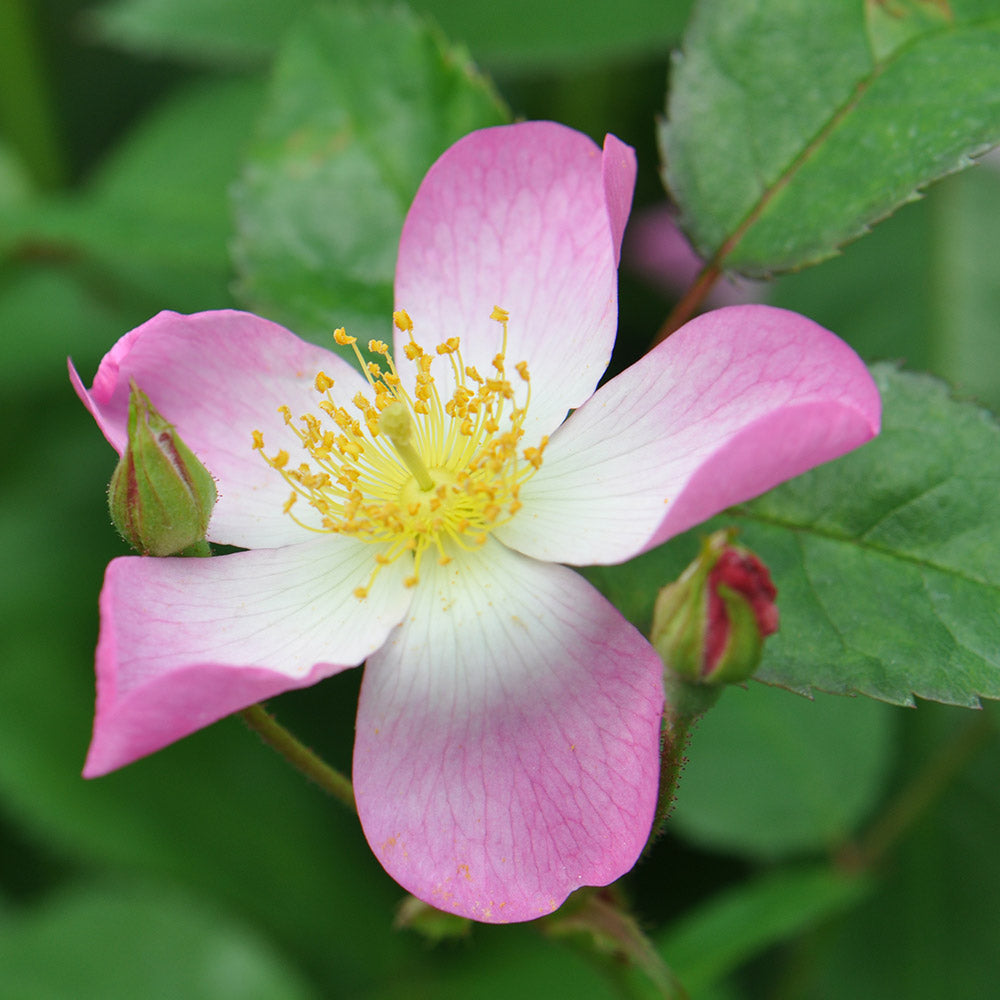 Heirloom Roses Live White Rose - Lyda Rose™ Shrub Rose Bushes - Live Plant