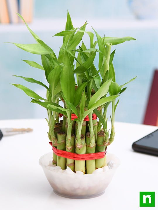 2 Layer Lucky Bamboo Plant in a Bowl with Pebbles