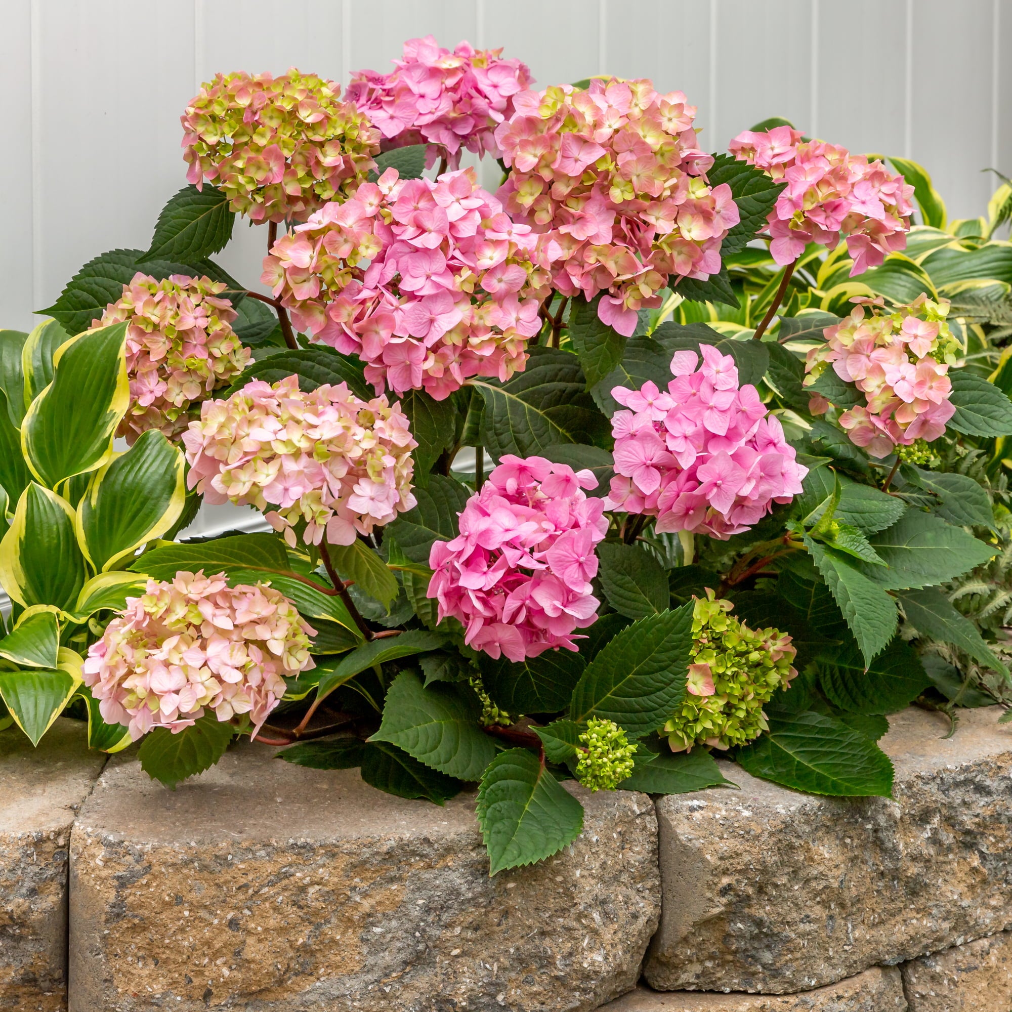 Endless Summer 1G Bloomstruck Hydrangea Live Shrub (1-pack) with Grower Pot