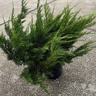 OnlinePlantCenter 3 Gal. Sea Green Juniper Non-Flowering Shrub JUN042G3