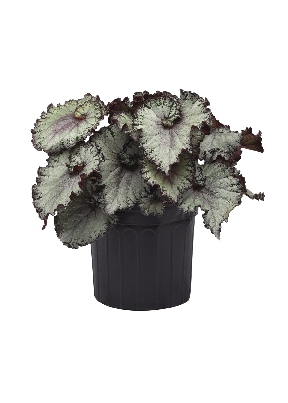 6 in. Jurassic Jr. Arctic Twist Rex Begonia - 2 Piece