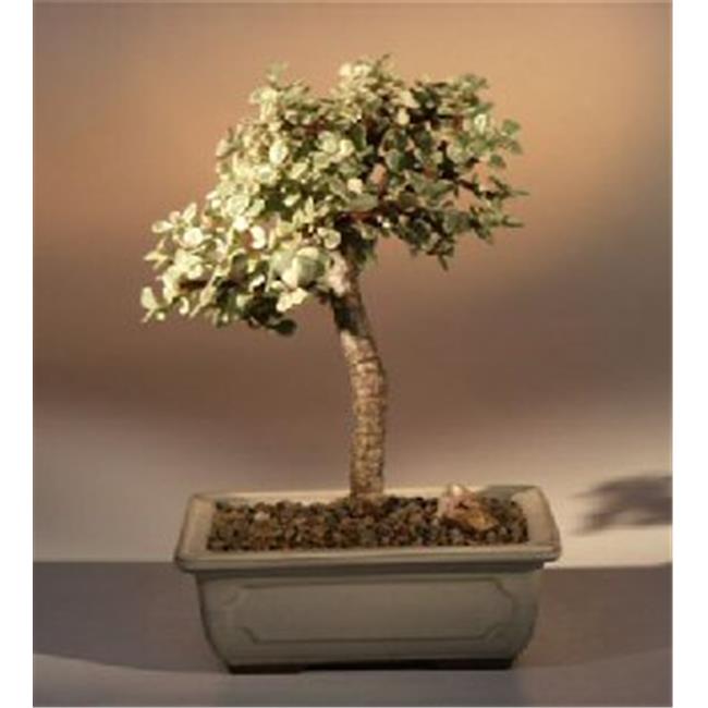 Bonsai Boy d1374 Variegated Baby Jade Bonsai Tree - Portulacaria Afra Variegata - Medium