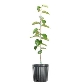 Perfect Plants 4.5 ft. Tall Hana Fuyu Persimmon Tree Self Fruitful Non-Astringent Variety THD00582