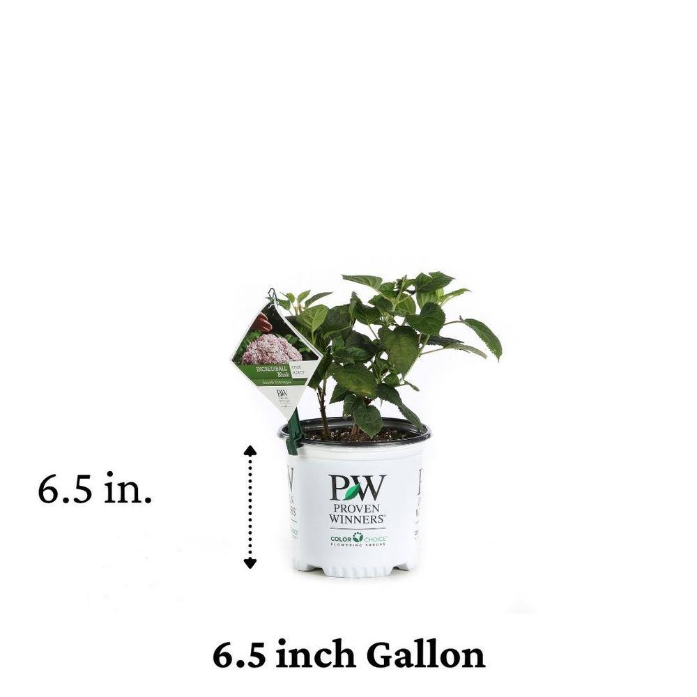 PROVEN WINNERS 1 Gal. Incrediball Blush Smooth Hydrangea (Arborescens) Live Shrub Light Pink Flowers HYDPRC1146101