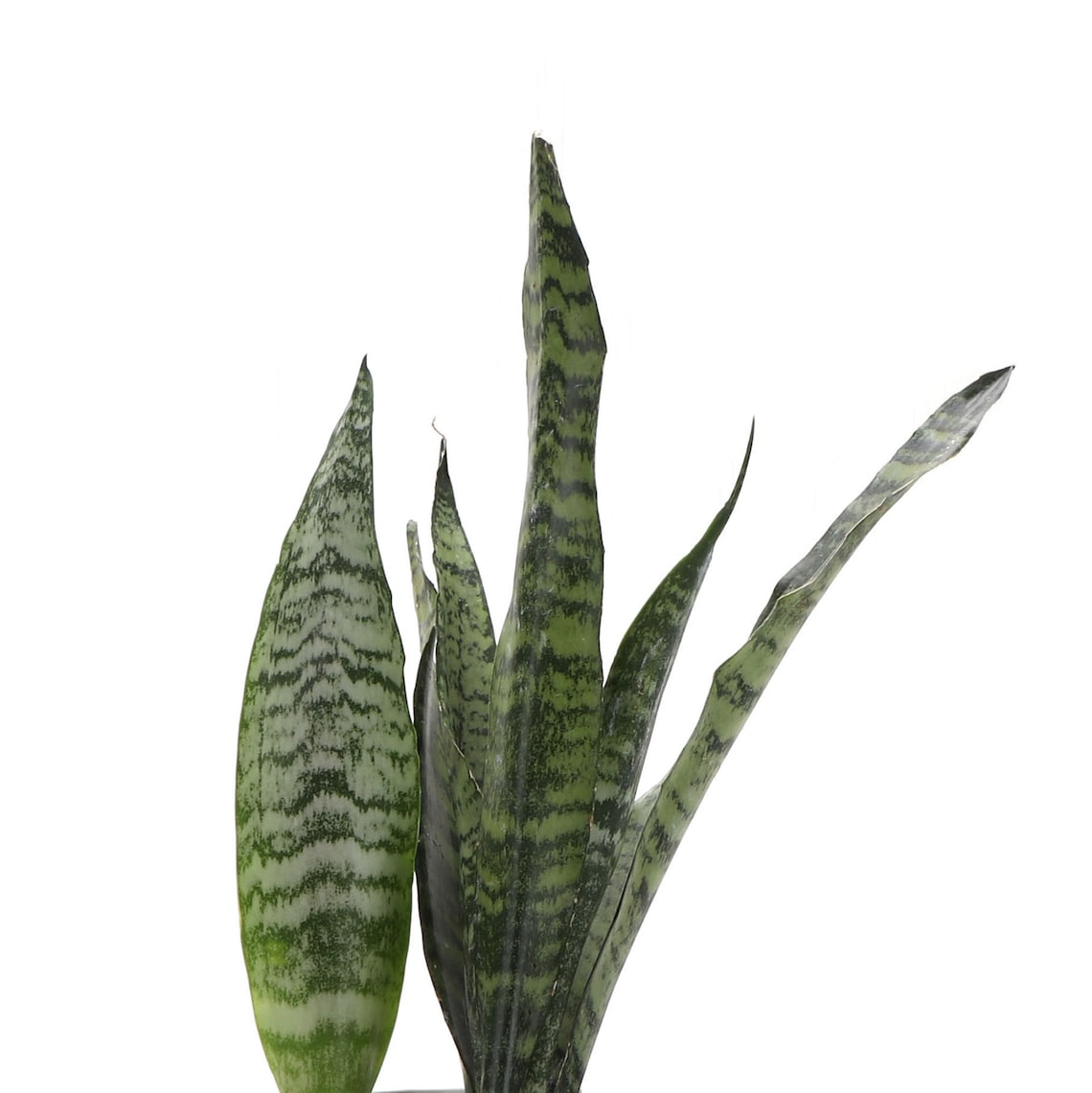 Live Zeylancia Snake Plant - 4