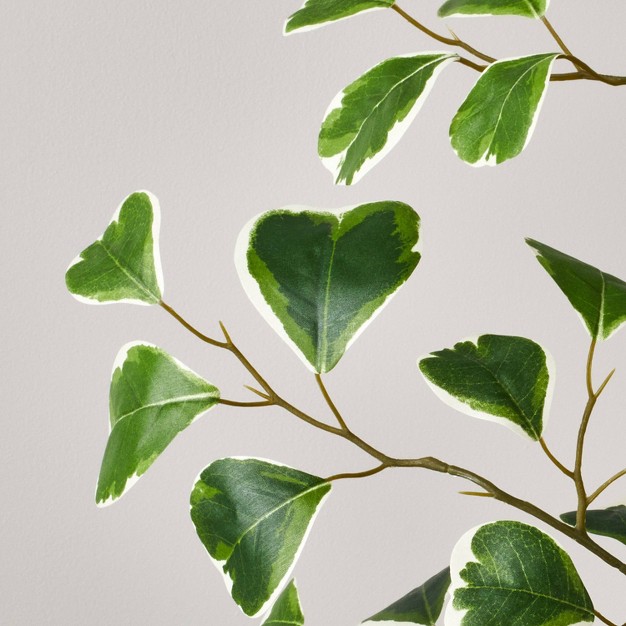 Faux Variegated Triangle Ficus Tree - Hearth and Hand With Magnolia