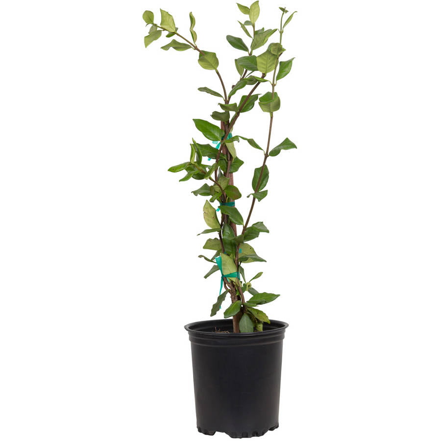 Star Jasmine 'Large Leaf' (2.5 Quart) Aromatic White Blooming Evergreen Vine - Full Sun Live Outdoor Plant