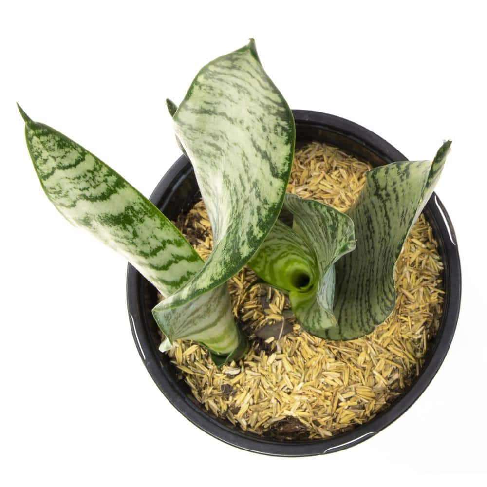 SMART PLANET Variegated Live Snake Plant (Sansevieria Zeylanica) Air Purifying Houseplant in 4.25 in. Grower Pot 0880031