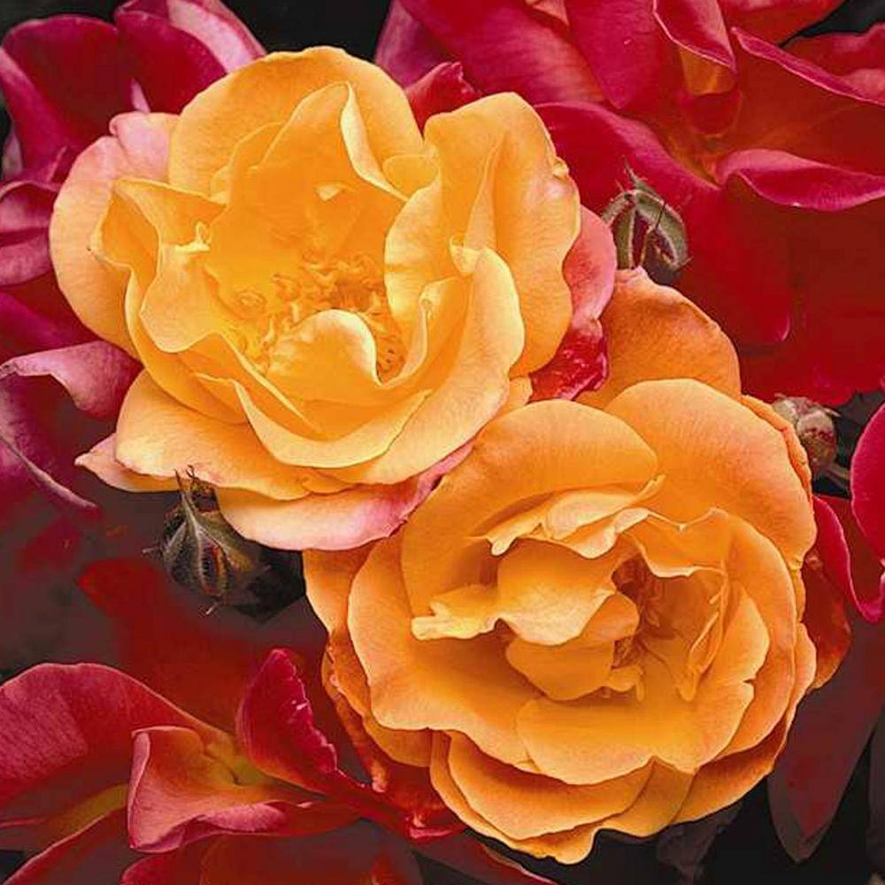 Spring Hill Nurseries Joseph's Coat Climbing Rose Live Bareroot Plant Multi-Color Flowers (1-Pack) 13455