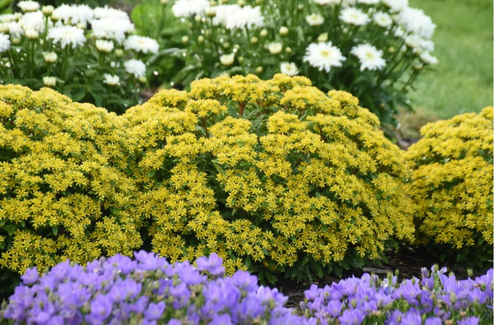 0.65 Gal， Rock 'N Round™ 'Bright Idea' Stonecrop (Sedum)， Live Plant， Yellow flowers and Green Foliage