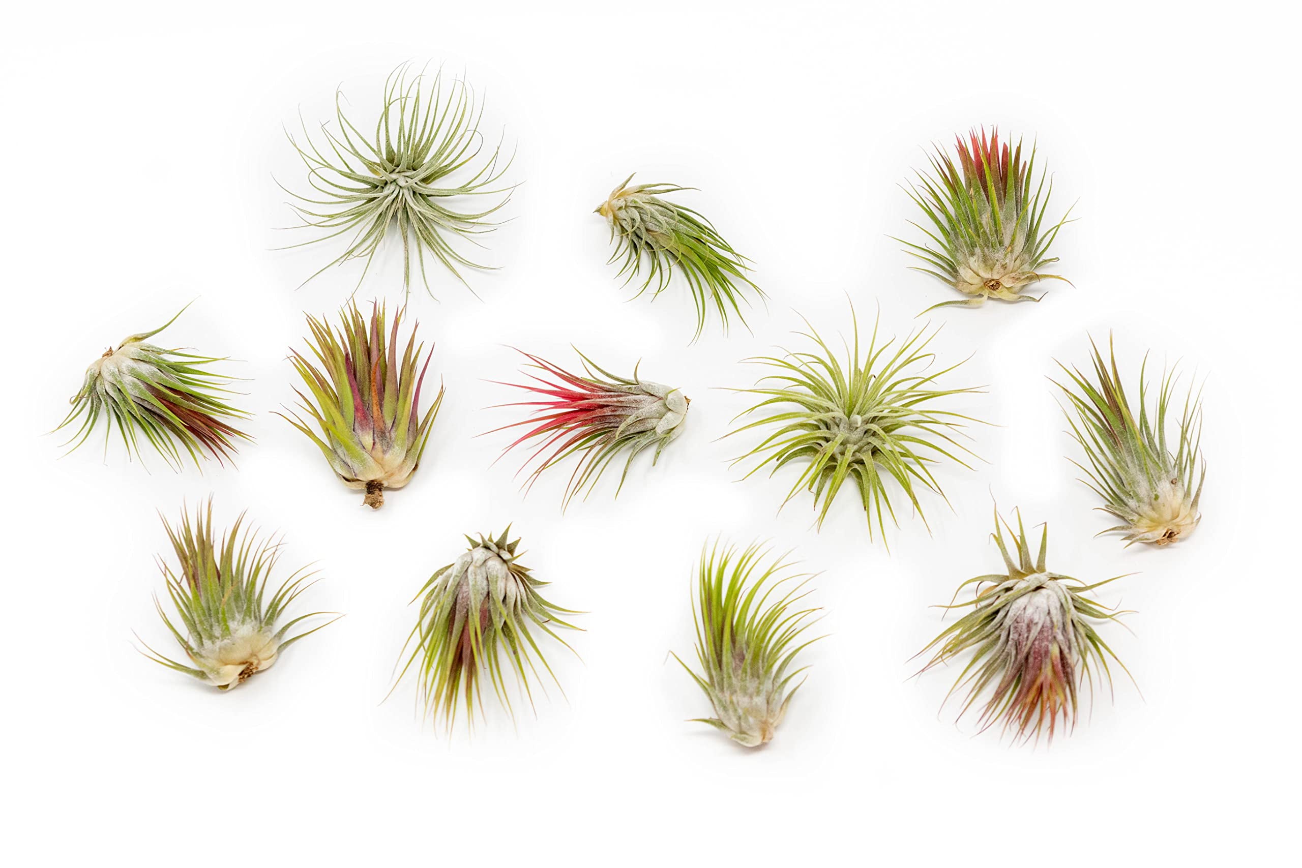 Large Air Plants Tillandsia Ionantha Guatemala - Live Succulent House Plants - Available in Wholesale and Bulk - Home and Garden Decor - Easy Care Indoor and Outdoor Plants (Pack of 12)