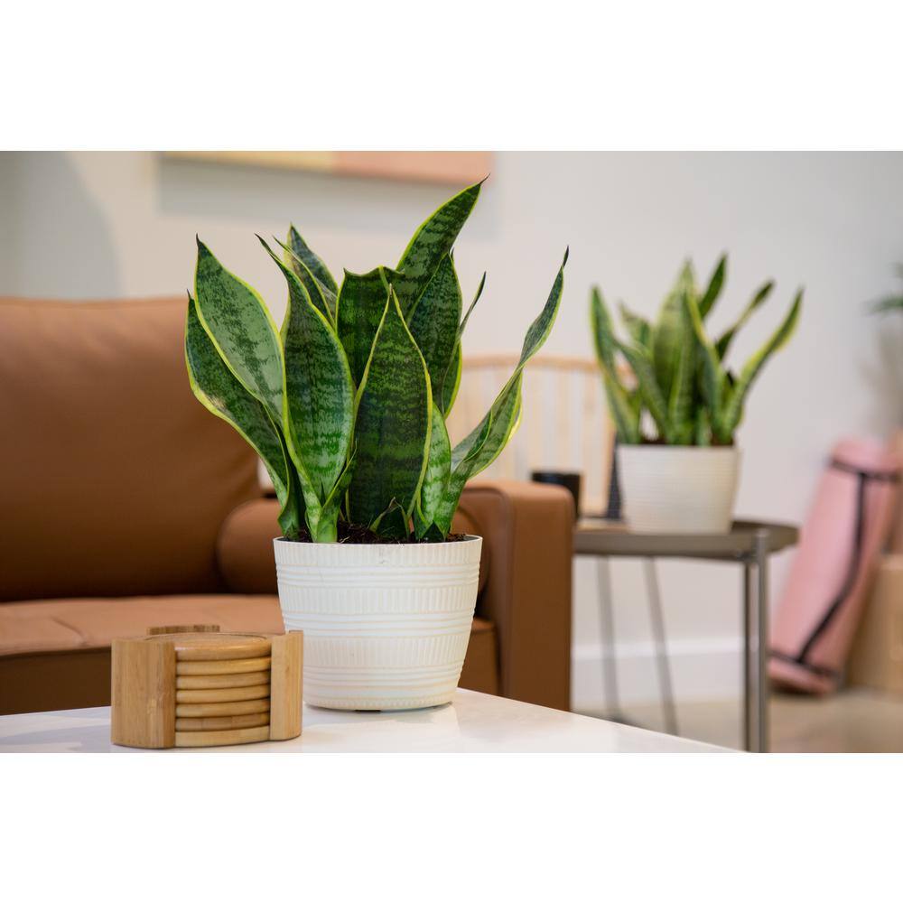 Costa Farms Grower's Choice Sansevieria Indoor Snake Plant in 6 in. White Pot Avg. Shipping Height 1-2 ft. Tall CO.SL07.3.CYL