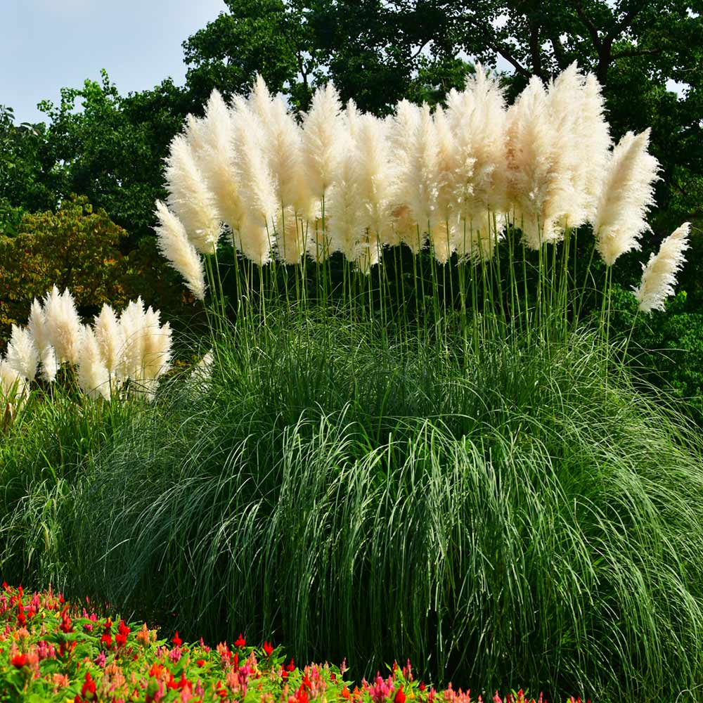 Pampas Grass