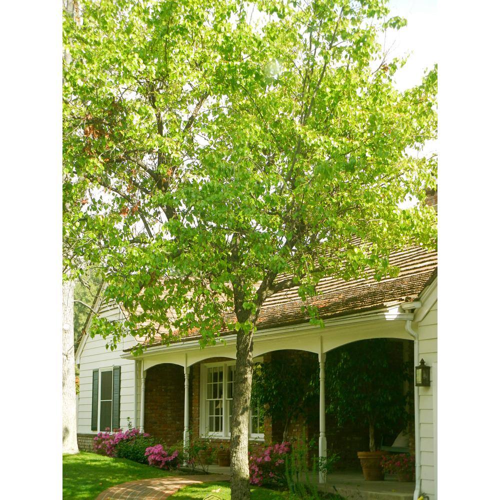 Online Orchards Cleveland Select Flowering Pear Tree Bare Root FLPR001
