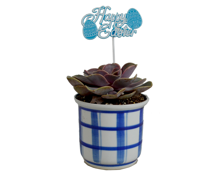 H  P Sales Happy Easter Succulent in Plaid Ceramic  - 11474