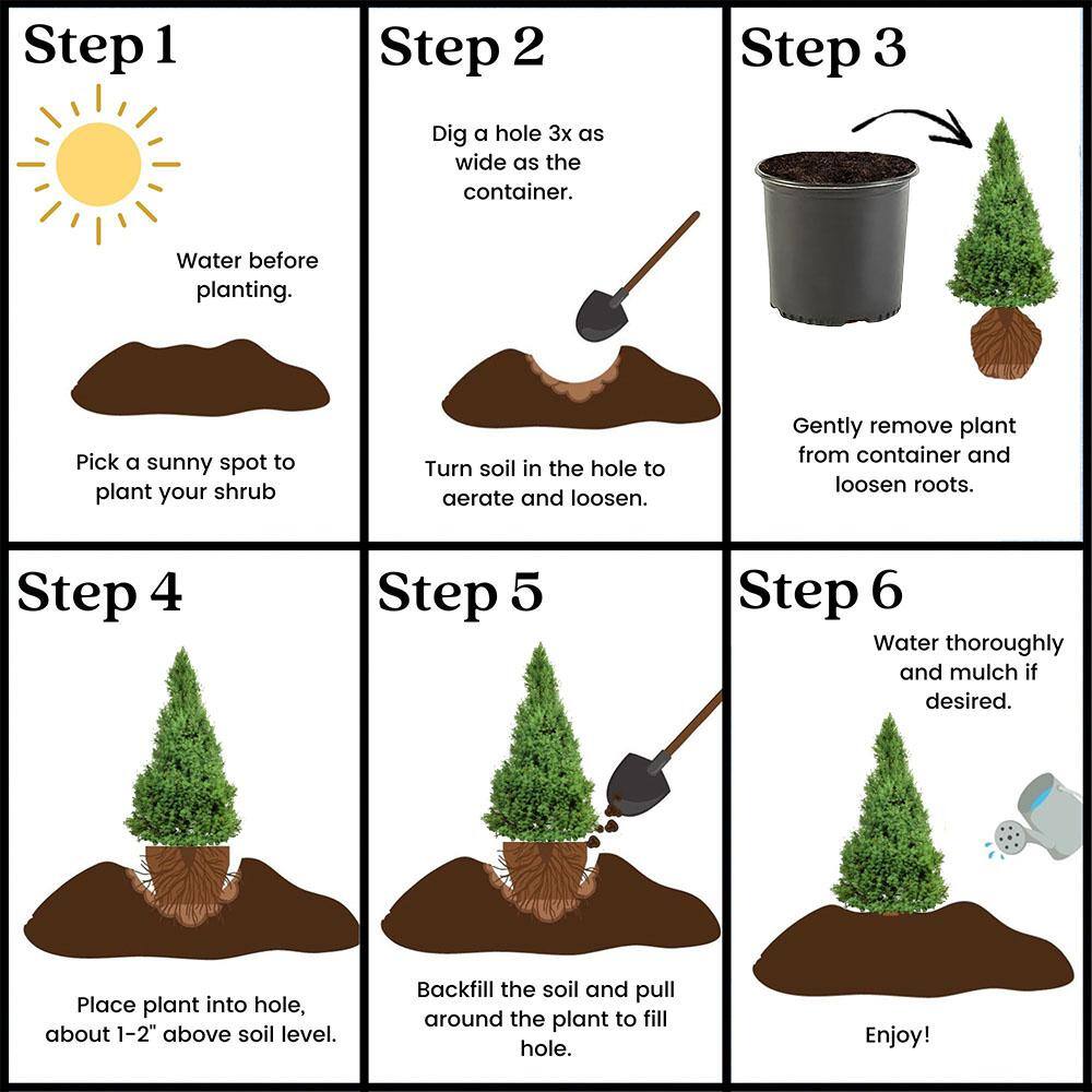3 Gal. Dwarf Alberta Spruce Shrub with Dense Green Needle Like Foliage 14004