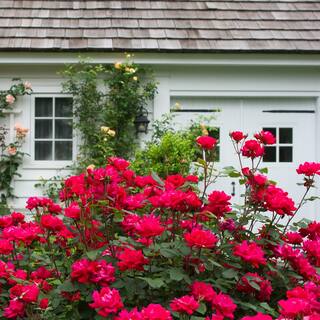 KNOCK OUT 2 Gal. Red Double Knock Out Rose Bush with Red Flowers 13210