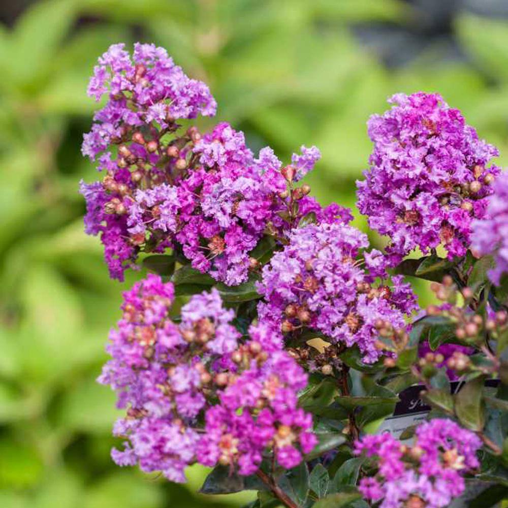 FIRST EDITIONS 1 Gal. Purple Magic Crape Myrtle Tree CRMPMA01G