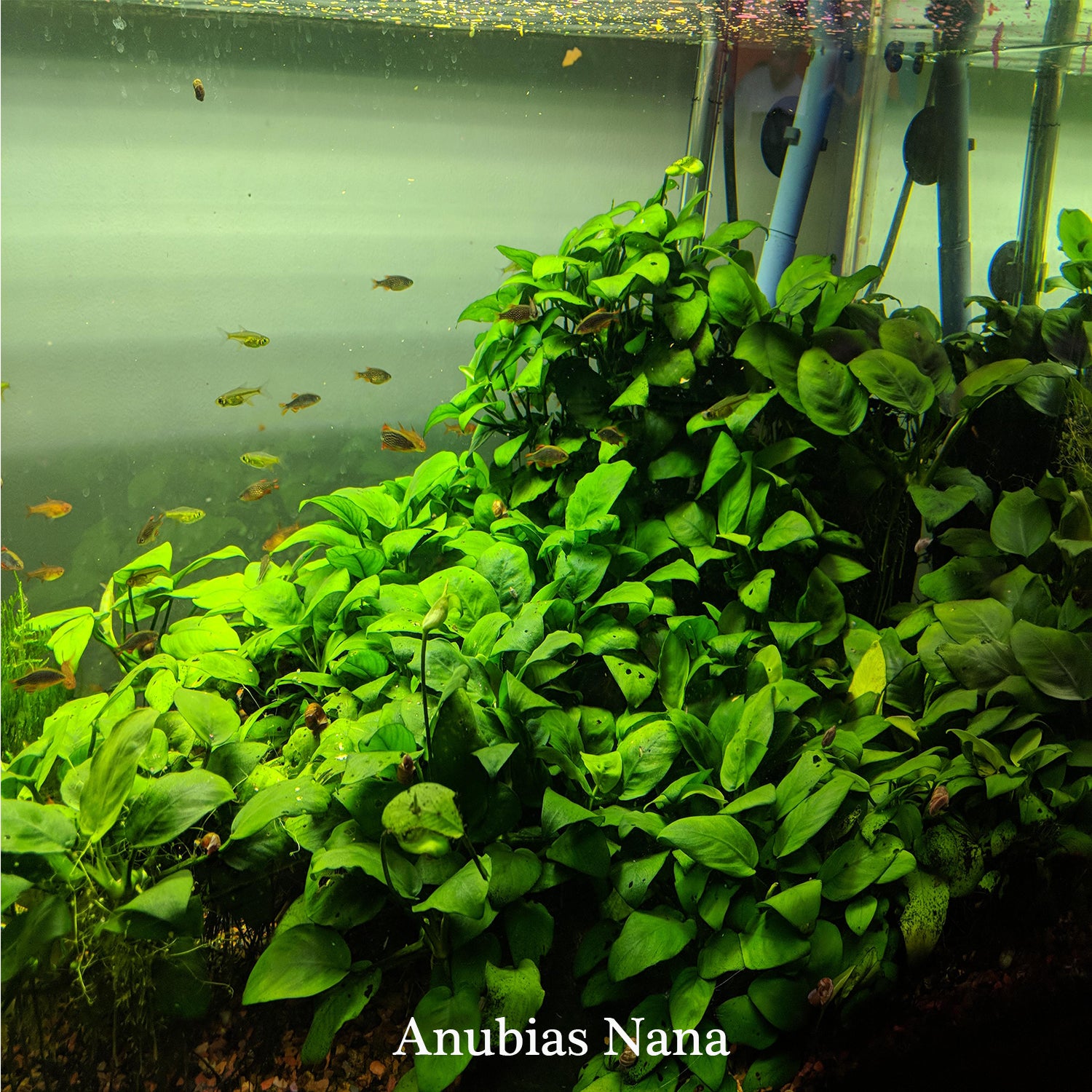 Anubias Barteri (Nana Petite) Small Live Aquarium Plants BUY2 GET1 FREE